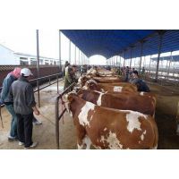 西门塔尔牛犊价格及湖南塔尔牛养殖场销售指南