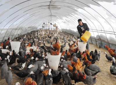 大兴农场调优养殖结构促进畜牧业提质增效