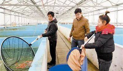 从亏损到盈利 2017年合作社模式下的观赏鱼养殖与销售转型