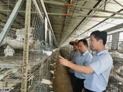 粤桂协作共谋发展 大良镇赴遂溪县遂城镇考察新农村建设与产业振兴