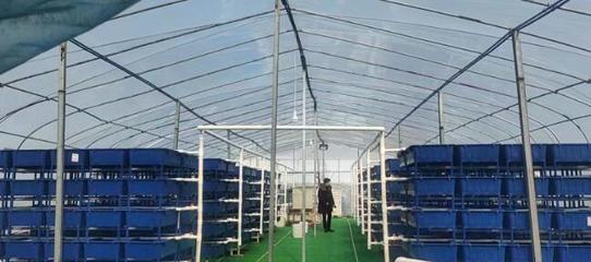 甲鱼养殖新模式 立体工厂化养殖与销售一体化