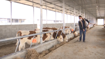 沙雅县 奶牛养殖产业链让乡村经济“牛气十足”