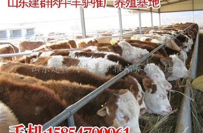 济宁 肉牛、肉羊、肉驴养殖与销售的产业优势与发展策略