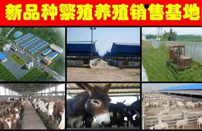 武冈小驴驹养殖与销售市场分析 供应信息全解析