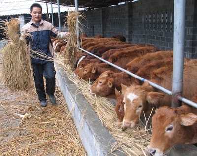 高效养殖致富指南 选择、技术与市场销售策略