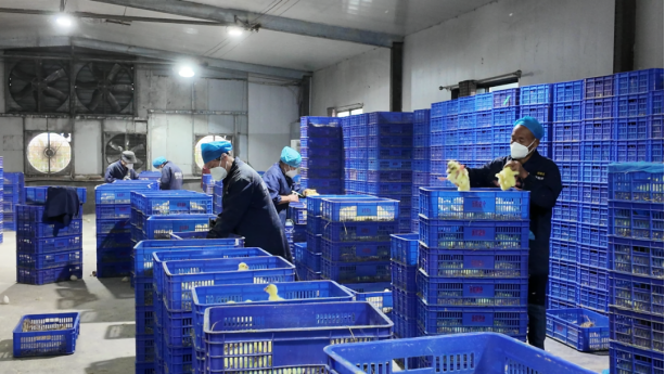 埇桥区 一只鹅的“逆袭”——从破壳到风靡全国，它做对了什么？