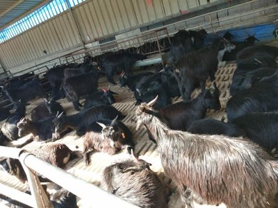 山东嘉祥黑山羊热销 活羊批发600元/个，长远养殖助力乡村振兴