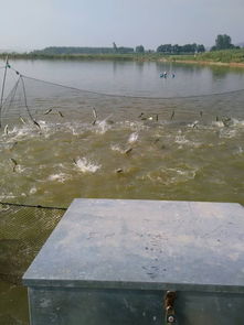 私人养殖户的销售策略 从养殖到市场的全链路指南