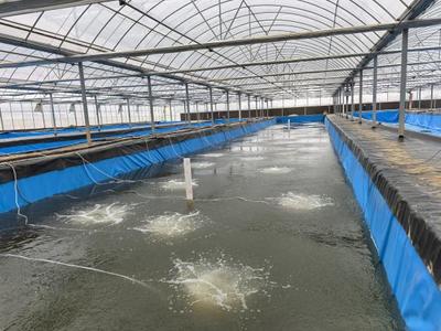 白泽湖乡大枫社区: '订单销售'不用愁, '智慧养殖'促增收