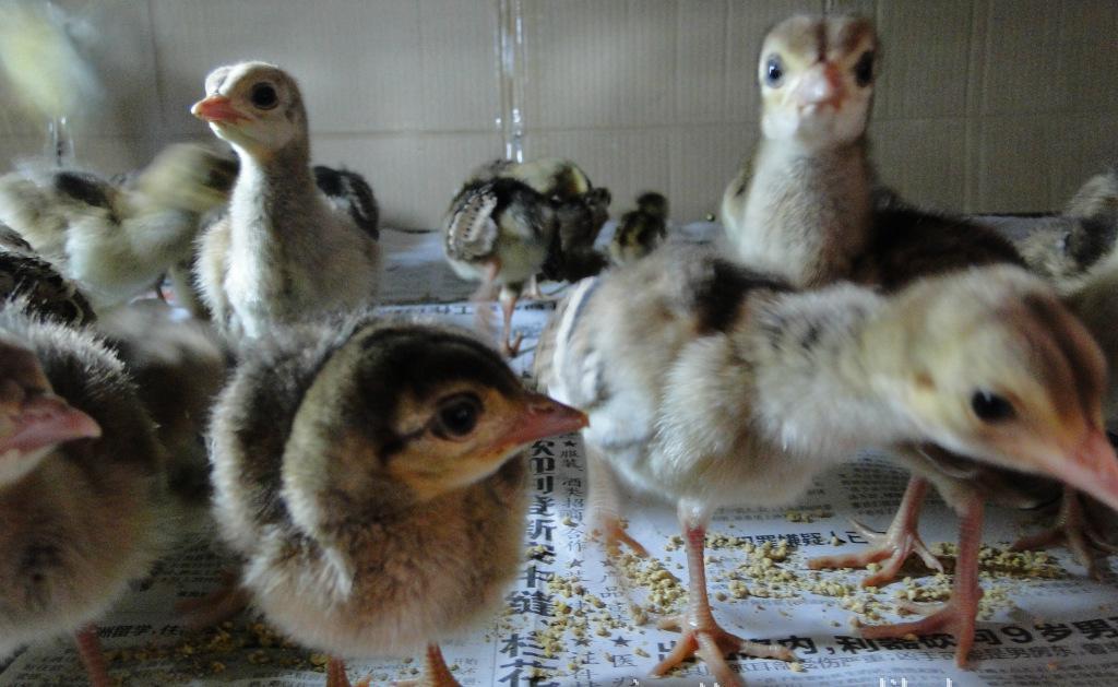 芜湖金马特种养殖 孔雀种苗养殖与销售全解析