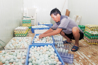 八大儋州地理标志商标 儋州绿壳鸡蛋您吃过吗？