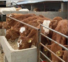 鲁西黄牛养殖效益分析与肉牛养殖技术