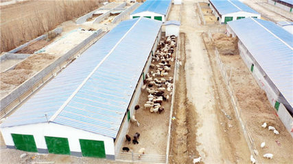 新疆阿瓦提县 发展多浪羊养殖 助推畜牧业高质量发展