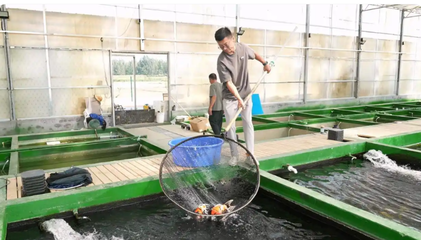 济宁任城 多彩锦鲤养殖“游”出致富道路