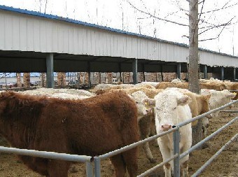 金乡县王丕波尔山羊养殖场 科学养殖与全球化销售双轮驱动